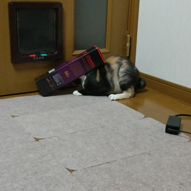 元気に暴れるの画像