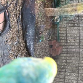 インコちゃんとハトの観察。の画像