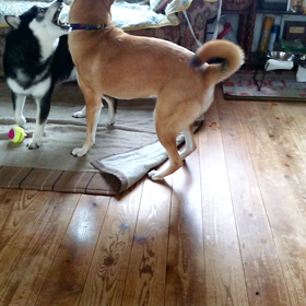 マテが出来る子の画像