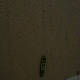 ついに見つけた？ここでサナギに？～動画だよ～の画像