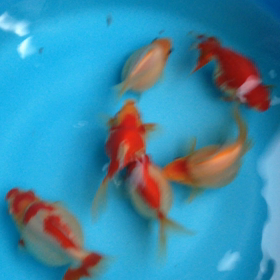 今日は、の画像