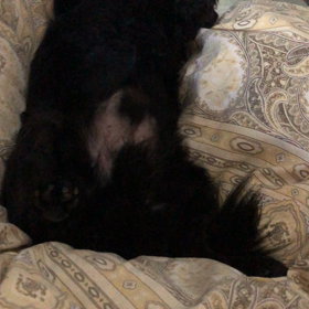 今朝のチワプーの寝起きの画像