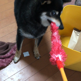 どうしたものか…(╯•﹏•╰)の画像