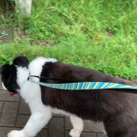 7月1日13わんこと1時間遠足  代々木公園の画像