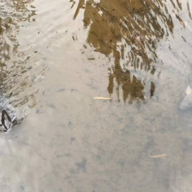 こいの動画の画像