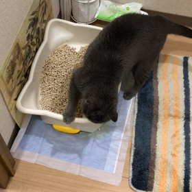 トイレットプンの画像