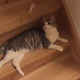 今宵も変わらずの画像