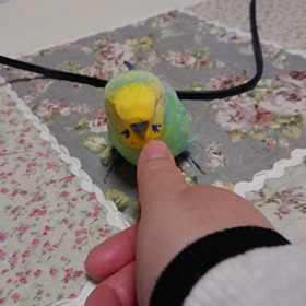 どっこいしょの画像