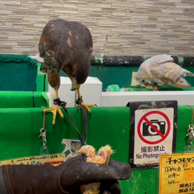 動物プロダクションの日常。の画像