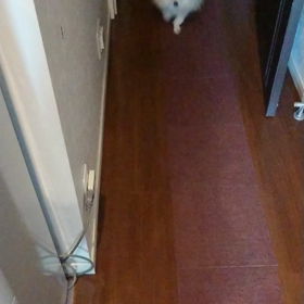 老犬 狂喜乱舞動画の画像