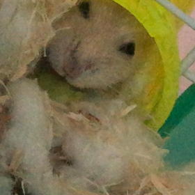 初キュウリの画像