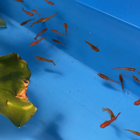 三色めだかの画像