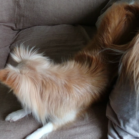 ねね闘う？の画像