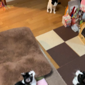 じゃらしなお時間の画像