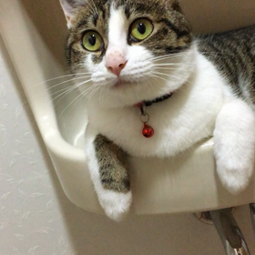 ジム、やっぱり隣のイタリアン、結婚して….、デールのにぎゃ！の画像