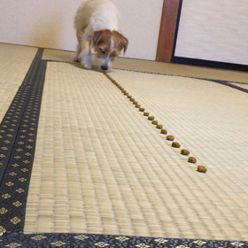 トトソンの画像