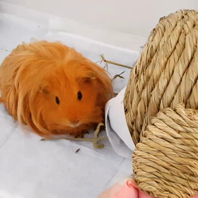 初☆動画の画像