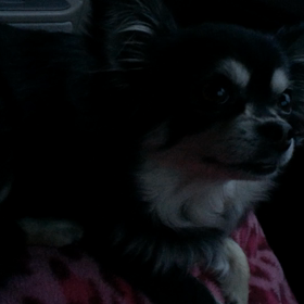 通訳できますか？(*￣∀￣)の画像