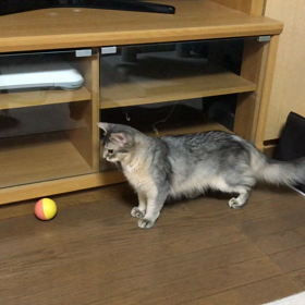 久しぶりにミルクココアの画像