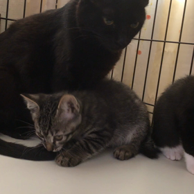 チーちゃん親子！里親様募集開始の画像