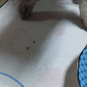 ちょびっと、お裾分けしたらの画像