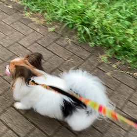 7月13日13わんこと1時間遠足  代々木公園の画像