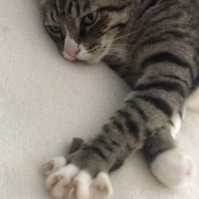 猫asmr?ﾎﾟﾘｯﾎﾟﾘｯ...の画像