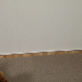 可笑しな行動☆の画像