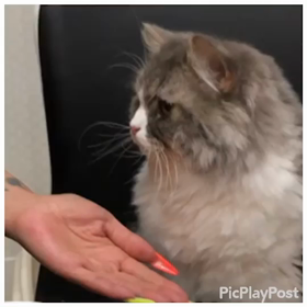 銀ちゃん♥️の画像