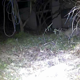 すぎぴたんの事件簿シーズン3　172話（活発化した巡回ᓚᘏᗢ ）の画像