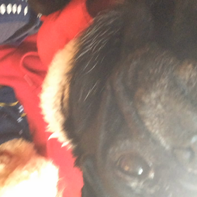 トイプとパグの画像