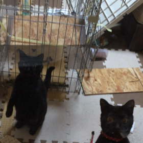 怒ったぞー( ˘•ω•˘ )閲覧注意⚠️の画像