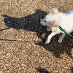 4月4日8わんこと2時間遠足　新宿の画像