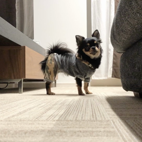 イヴイヴの画像