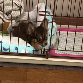 わくちんの画像