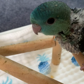 サザナミ雛ターコイズ　里親募集しています。の画像