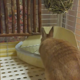 こむぎちゃんの画像