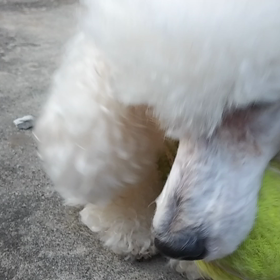 よくばりむぎの画像