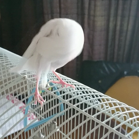 11年毎日 歌ってる♪の画像