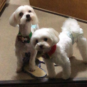 ワンちゃんの画像