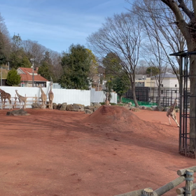 きりんが走ってましたの画像