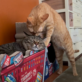 ダブルかまってちゃん　甘えんぼ男子の画像