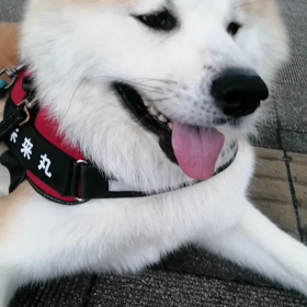 今週からいよいよ梅雨入りの可能性が高いそうだ。貴重な雨無し早朝散歩、大事にしたいと思ったら、ダラの画像
