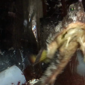 今朝のポルカドットバットフィッシュです❗️の画像