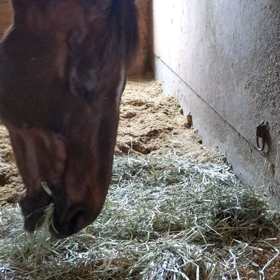ただ馬が草を食べる動画　ビスケット編の画像