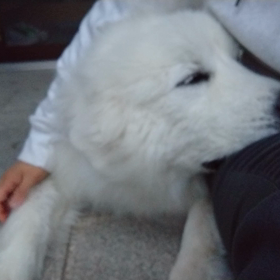 動画のみの画像