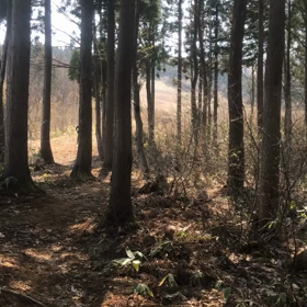 shotgun test rideの画像