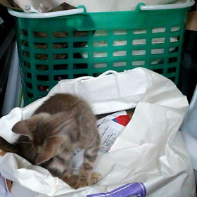 じゃれ方の変化の画像