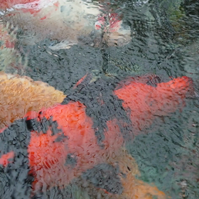 けさのこいの画像