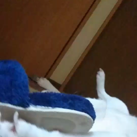 今日のトワ❗️の画像